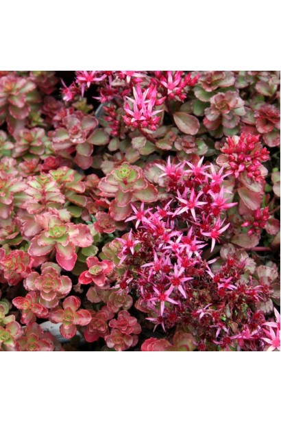 Очиток помилковий Ред Карпет - рослина з яскраво-рожевими квітами.